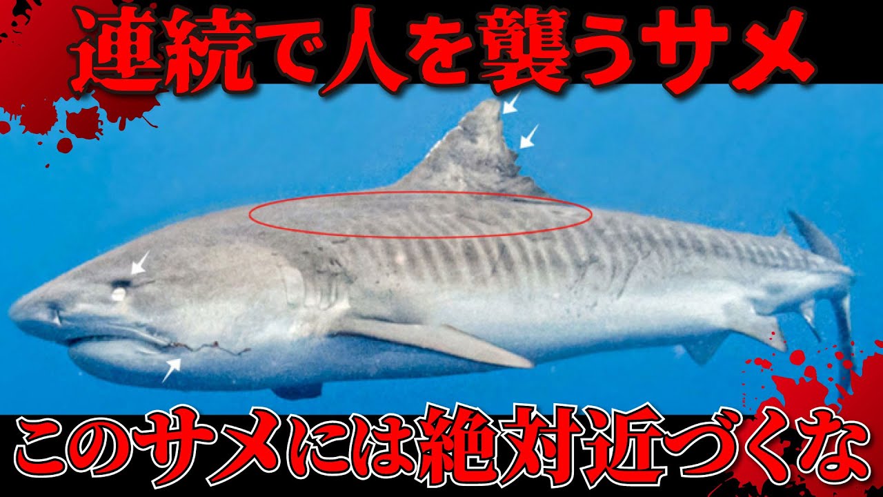 人間を連続して襲うサメ映画みたいなサメがついに見つかってしまう【人喰いザメ】【危険生物】