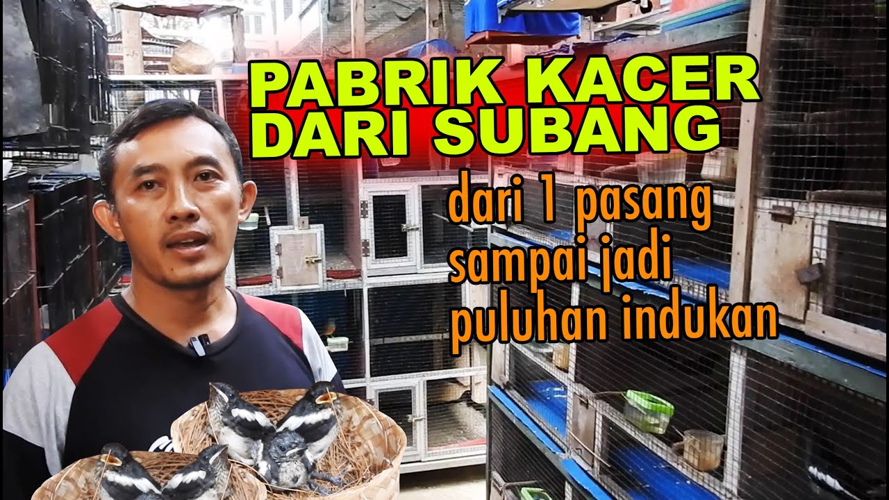 SUKSES USAHA TERNAK BURUNG DIKAMPUNG, TEMPAT TERBATAS, KANDANG DIBIKIN KECIL2, TETAP BISA PANEN RAYA