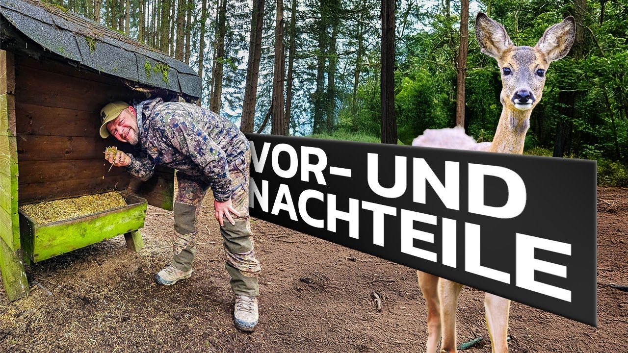 Rehwildfütterung - Warum? Tipps zum Platz & Futter 