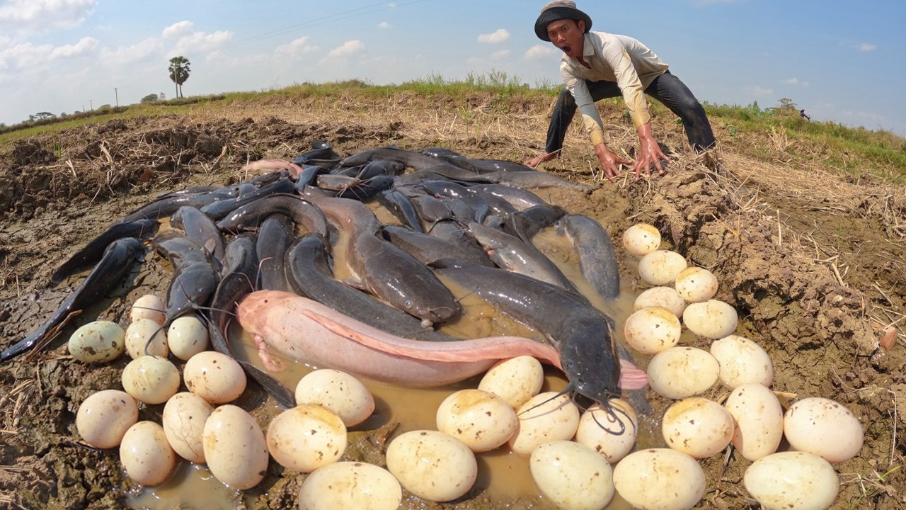 Unbelievable Wild Scene! Man Finds Dozens of Catfish and Eggs in Cracked Mud