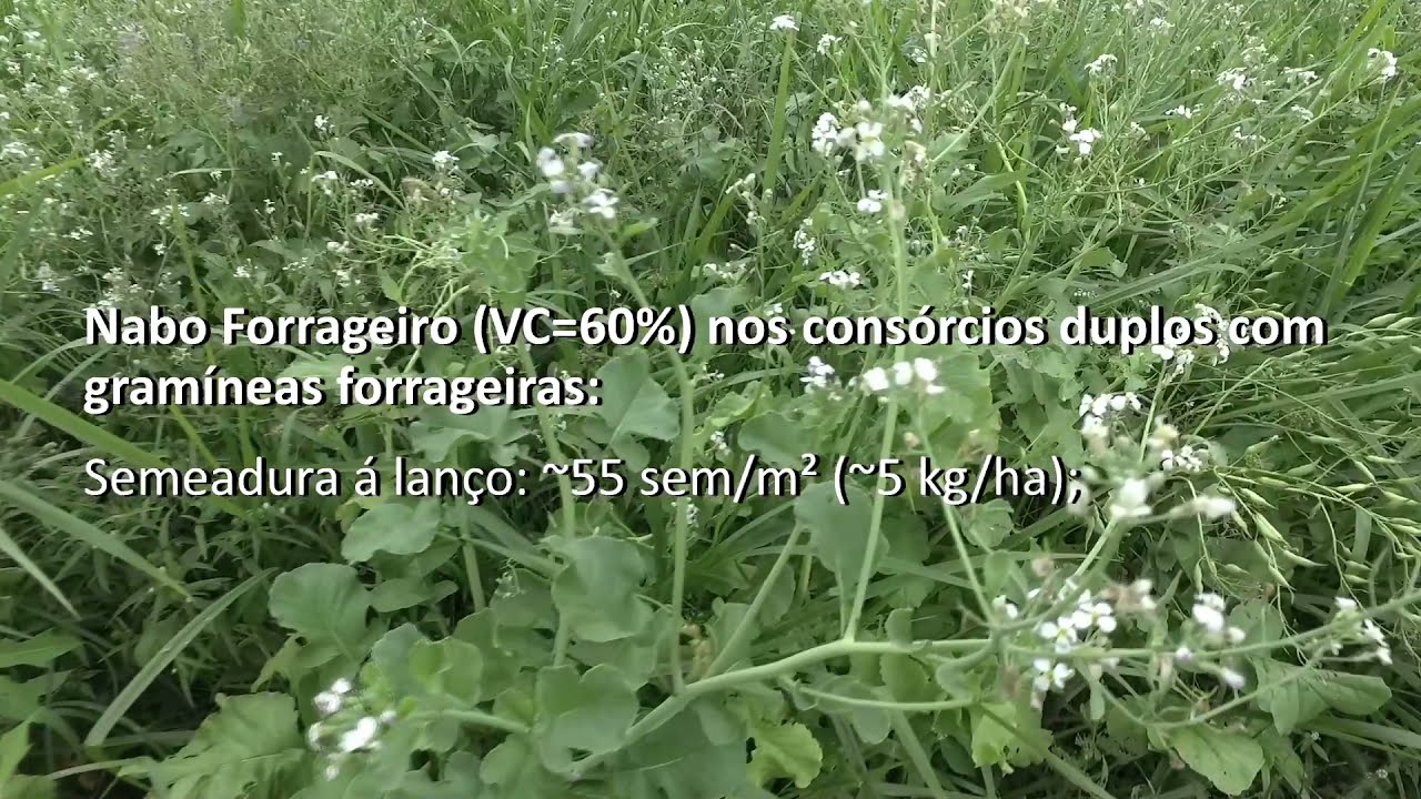 Cons&oacute;rcio de capim com nabo forrageiro