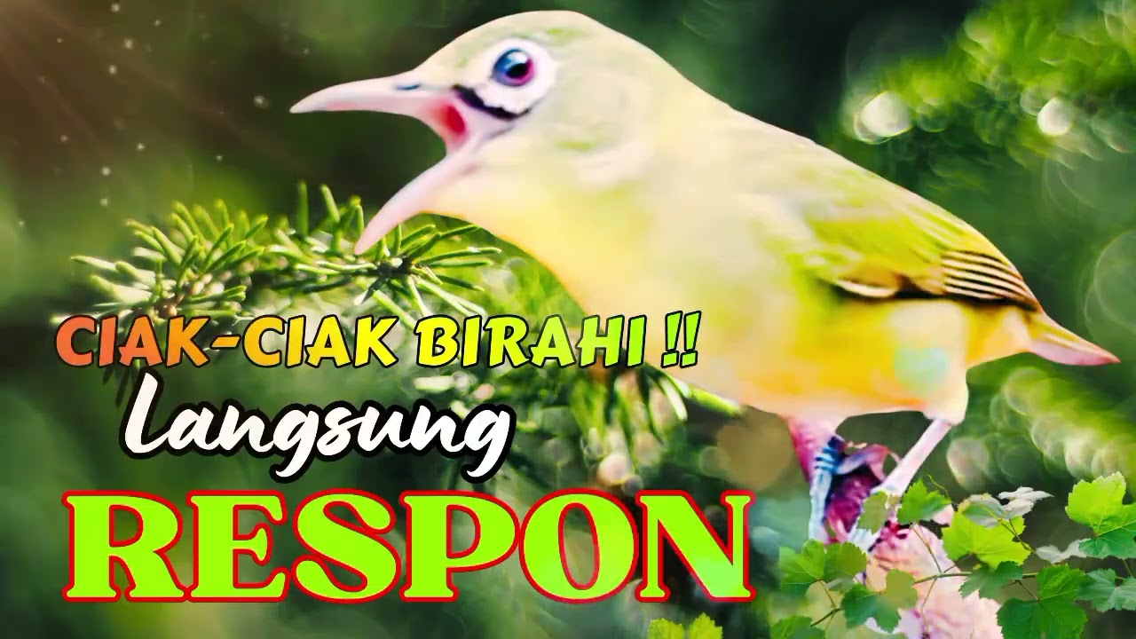 CIAK CIAK JOSS KECIAL KUNING BIRAHI | Ngejos NonStop Pagi,Siang,Malam | Masteran Kecial Kuning Ampuh