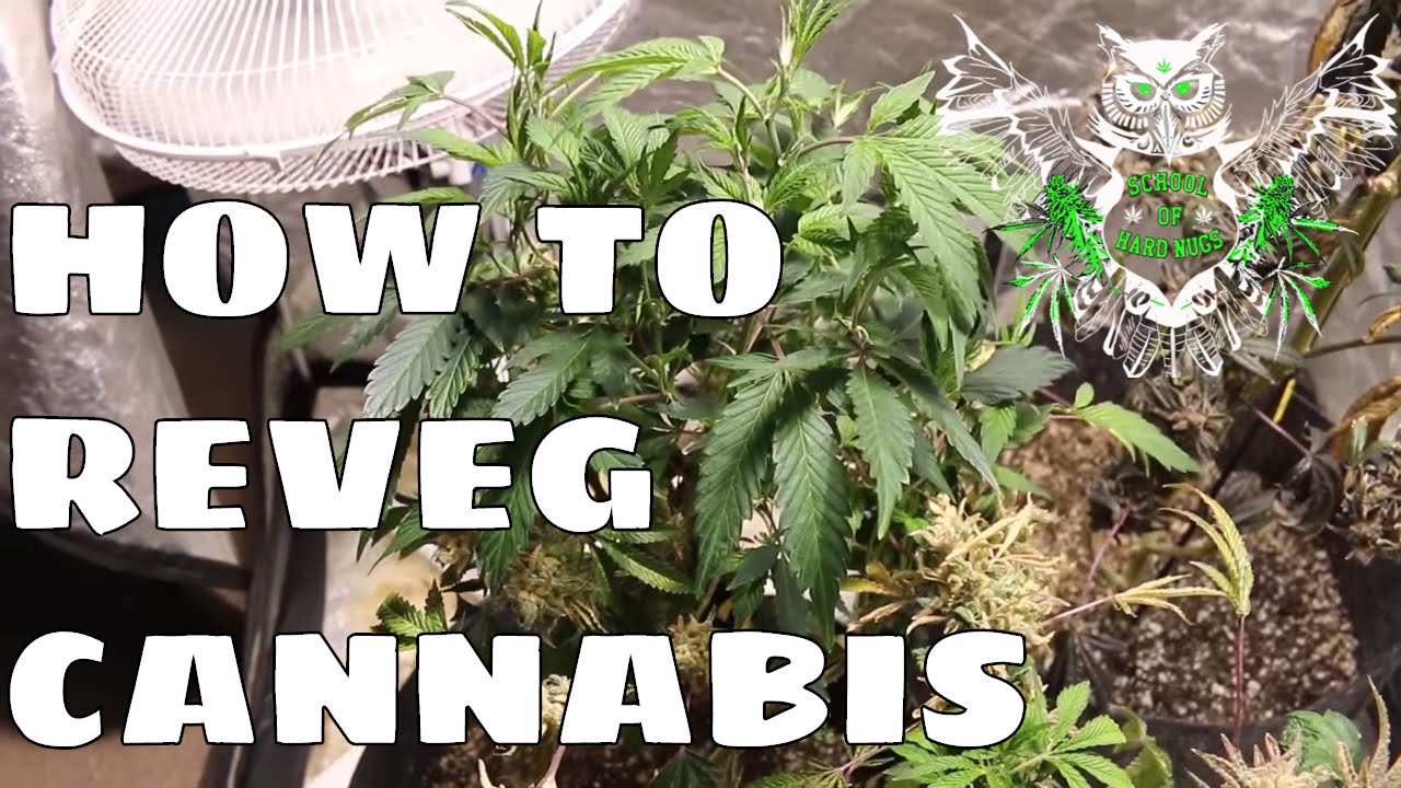 How to Reveg Cannabis After Harvest | Revegging Your Cannabis Plant Tutorial