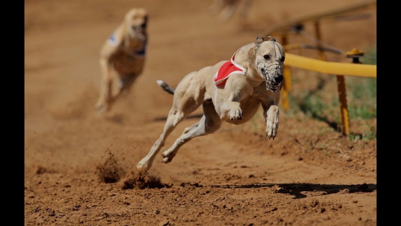 🛑Greyhound Dog Race Live Today [31/Jan/2026]