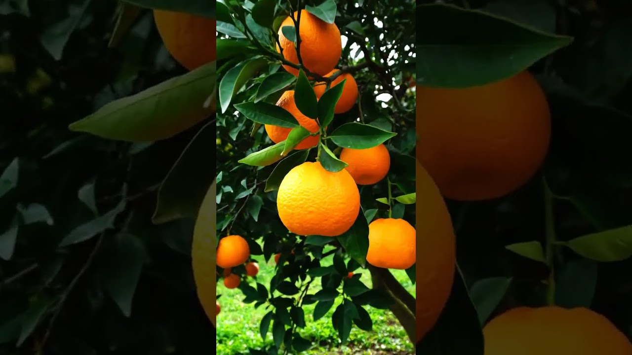 Orange  seeding tree Shah Agro Farm Garden Plants  