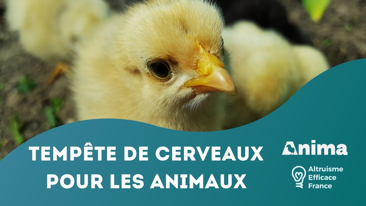 Tempête de cerveaux pour les animaux ! D'Assiettes Végétales à Anima France
