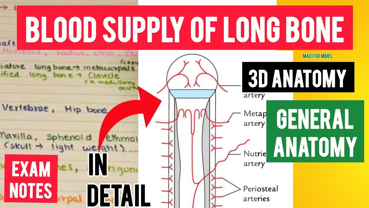 Blood supply of long bone 3d anatomy | General anatomy | Mad for MBBS 