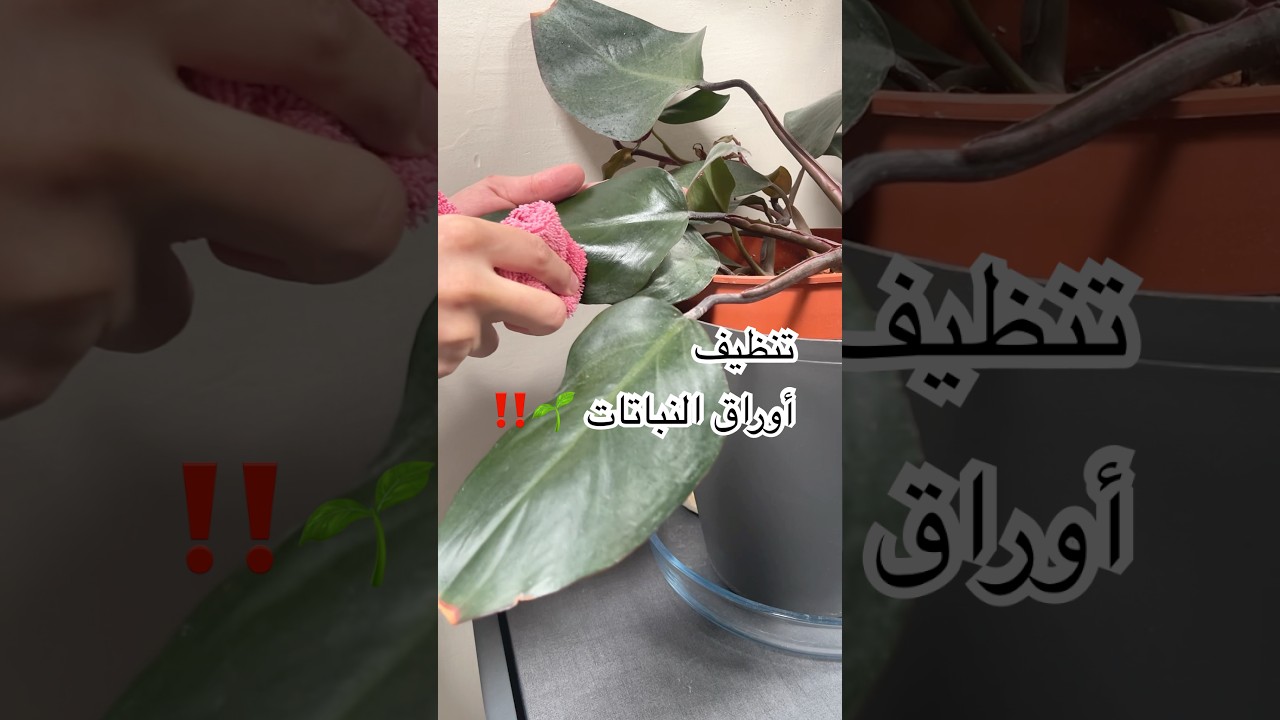 روتين تنظيف أوراق النباتات #plants #نباتات #نباتات_داخلية #عناية