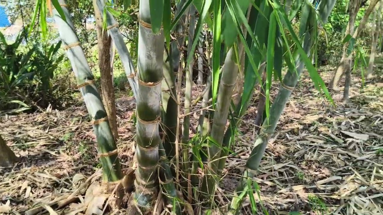 ขายที่ดินนครนายกB Call0917756763