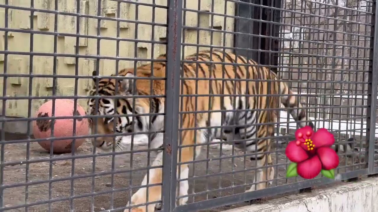 2/22 釧路市動物園 アムールトラ ナージャちゃん♡