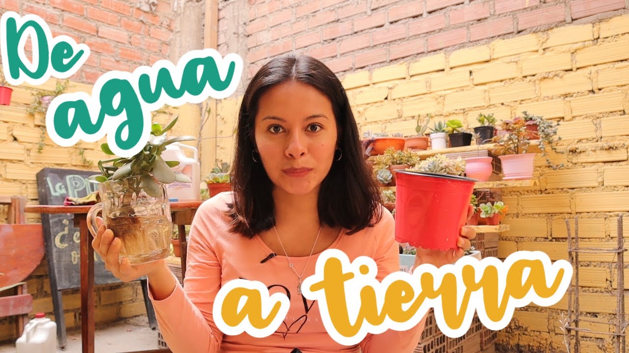 🌵PASANDO SUCULENTAS DE AGUA A TIERRA ¡Las raíces estaban gigantes💦
