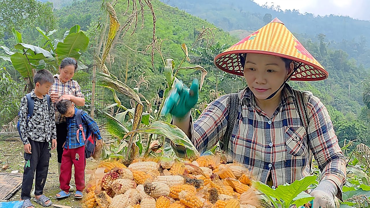 The rural life of a single mother includes harvesting corn on the farm to feed livestock. Dangthidu 