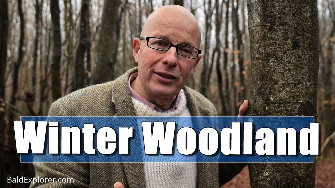 The Quest For England - In Which I Explore a Wintery Houghton Forest
