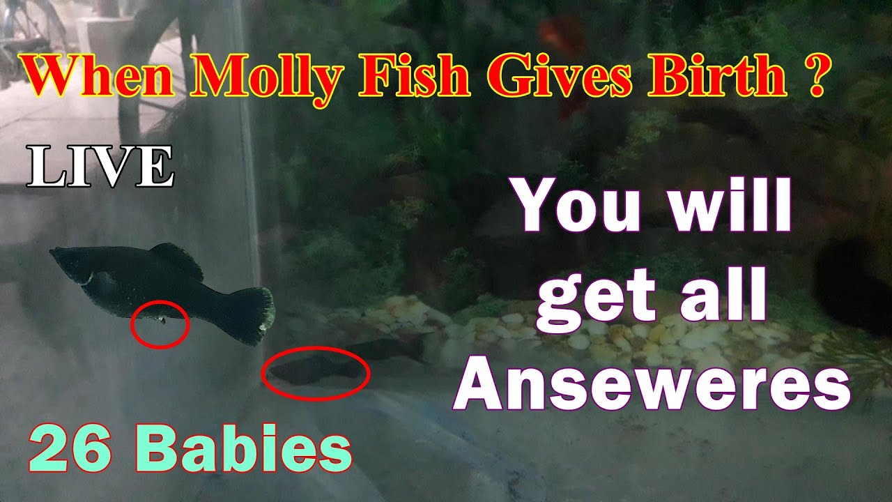 When Molly Fish Gives Birth? | How to know molly fish will give birth | Molly Fish Not Eating