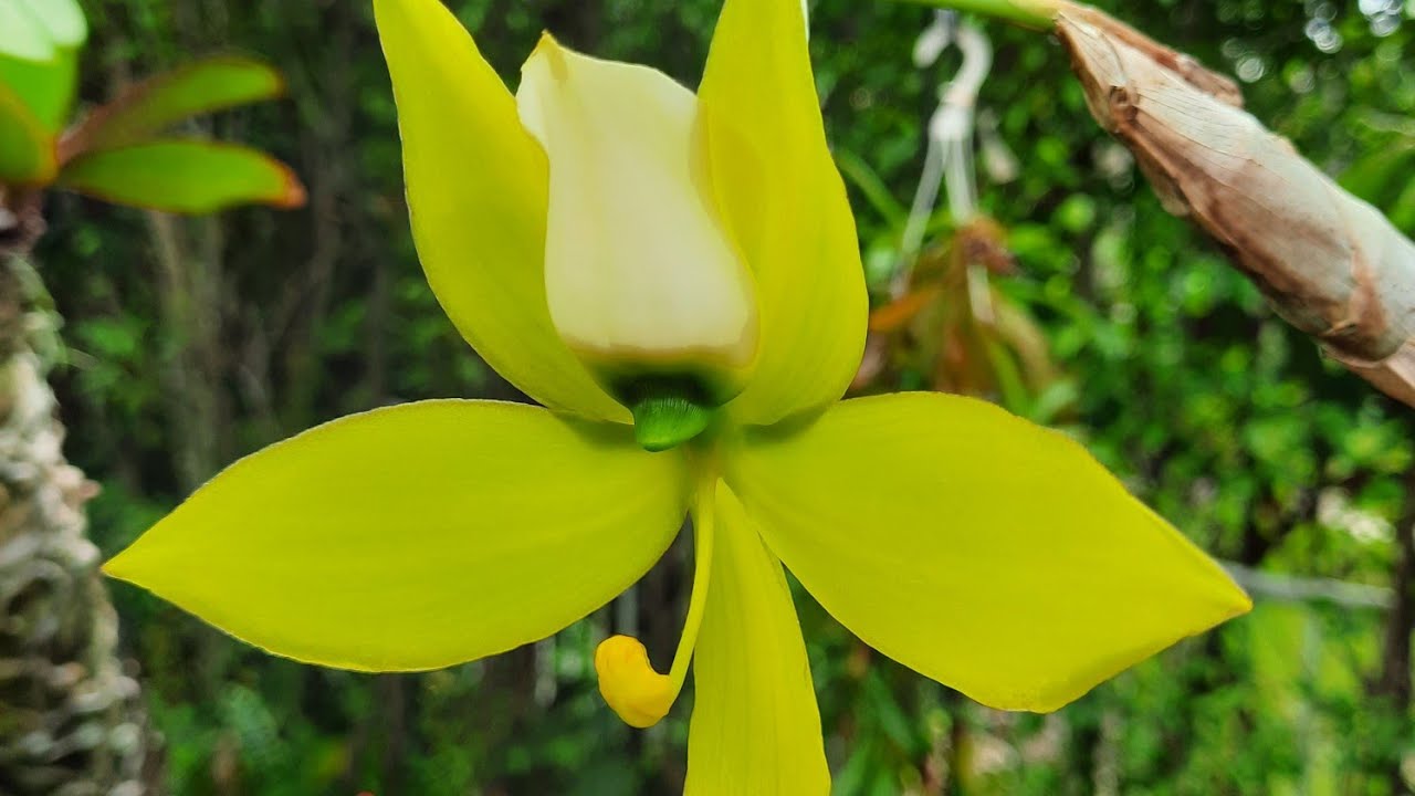 Cycnoches warscewiczii (The Swan Orchid), gorgeous orchid!!! @orchidnewbee8786