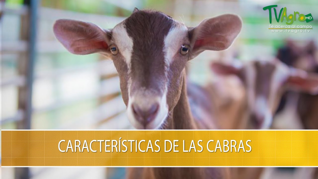 Caracteristicas de las Cabras- TvAgro por Juan Gonzalo Angel Restrepo