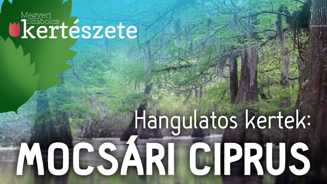 Hangulatos kertek: Mocsári ciprus - Taxodium distichum - Megyeri Szabolcs Kertészet Szeged