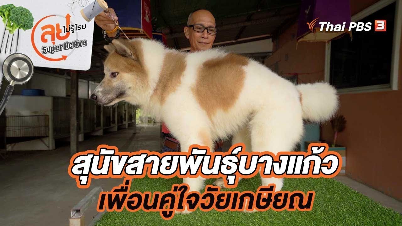 สุนัขสายพันธุ์บางแก้วเพื่อนคู่ใจวัยเกษียณ | ลุยไม่รู้โรย