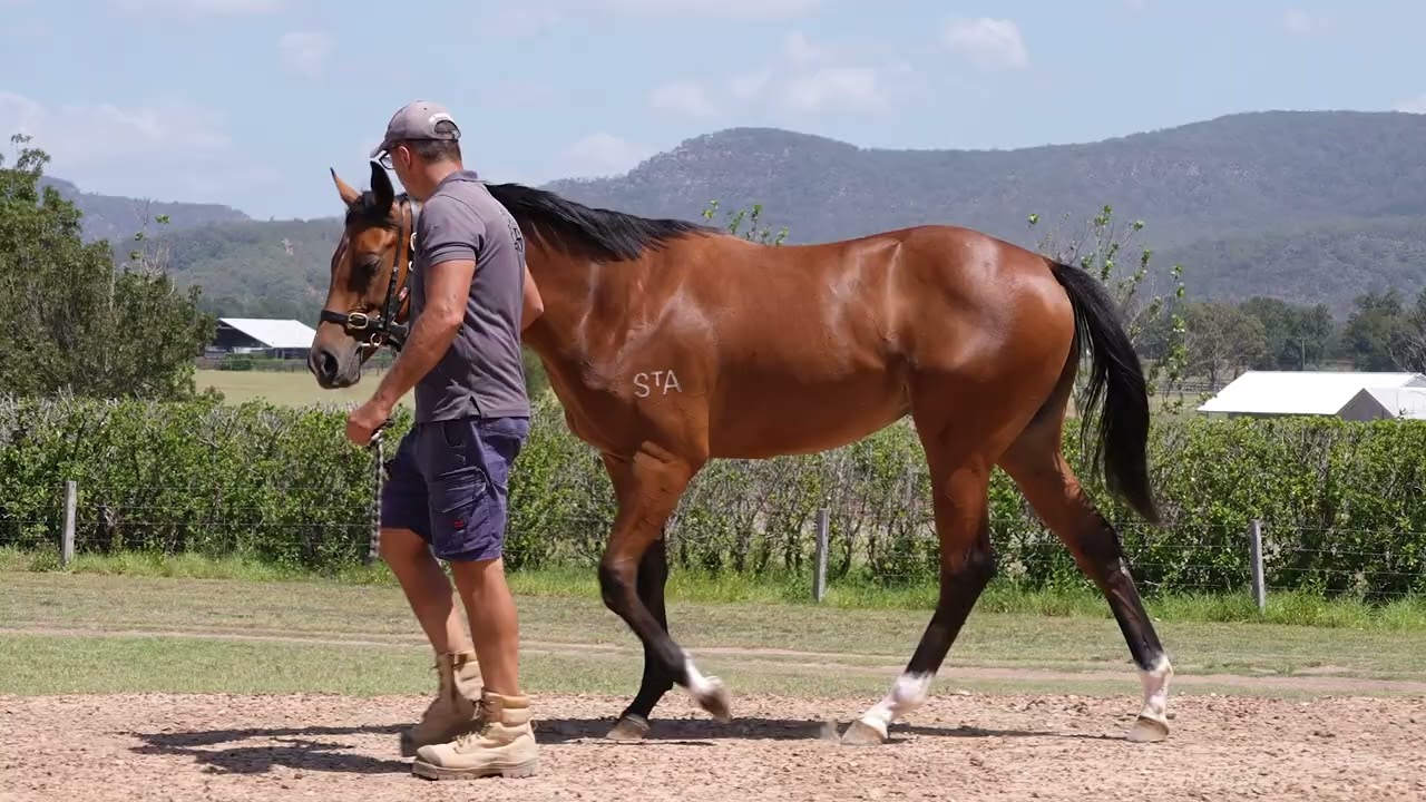 Hellbent x Lucky Legacy Filly - February 2026