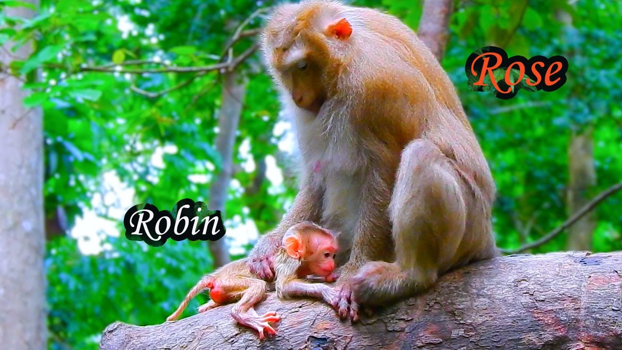 Rose loves Robin very much coz he is a man,willing to breastfeed his baby on a tree & not go down.