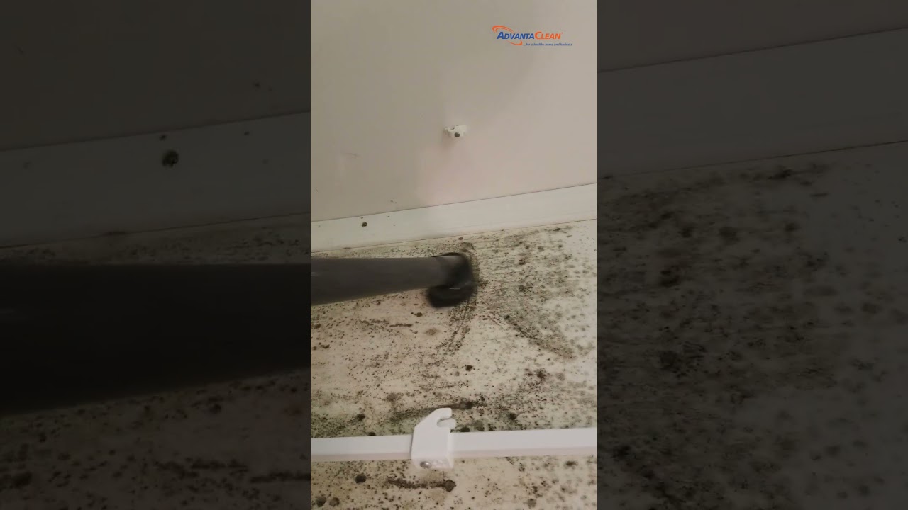 HEPA Vacuum Mold Removal