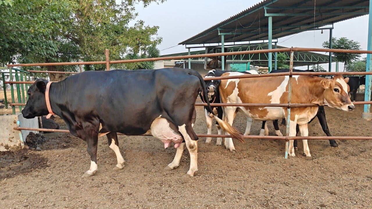 One Cow for Sale, ਇੱਕ ਗਾਂ ਵਿਕਾਊ