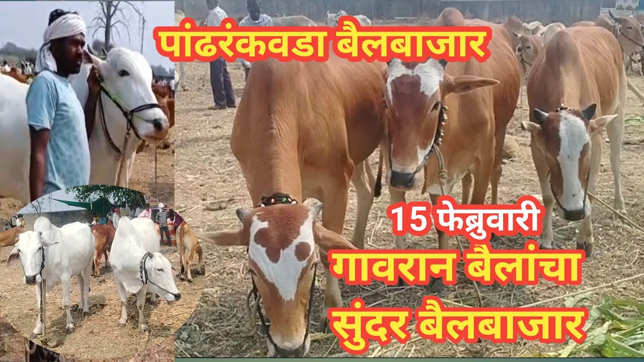 पांढरंकवडा बैलबाजार पहिली वेळ l गावरान बैल #पांढरंकवडाबैलबाजार #shivarmh29 #pusadkar 