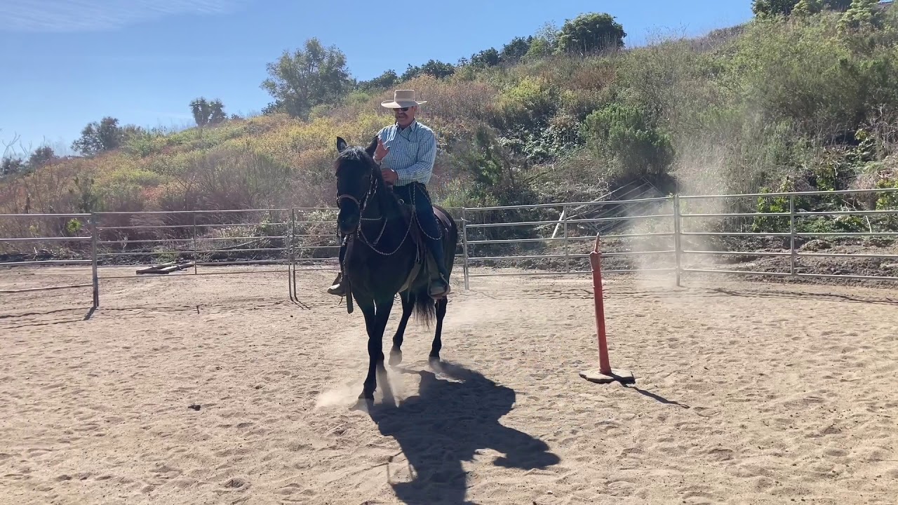 More with Nordico, day 4 in the two rein.