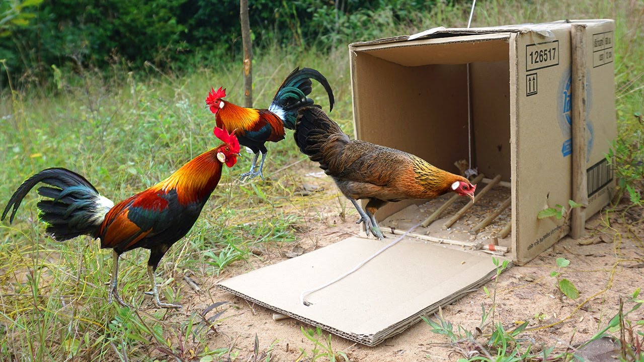 DIY Wild Chicken Trap Make From Box With Wood - Easy Wild Chicken Trap