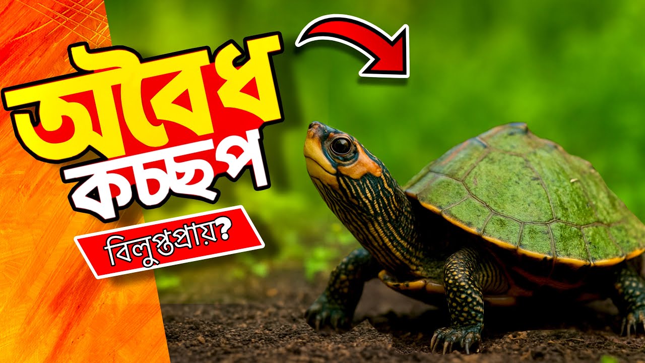 কেনো অবৈধ কচ্ছপ পালছি আমি❓|| Inside Aquarium