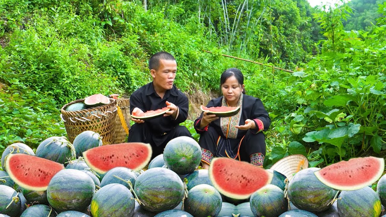 Dwarf Family Harvests Watermelons, Visits Market & Cares for Goats and Chickens