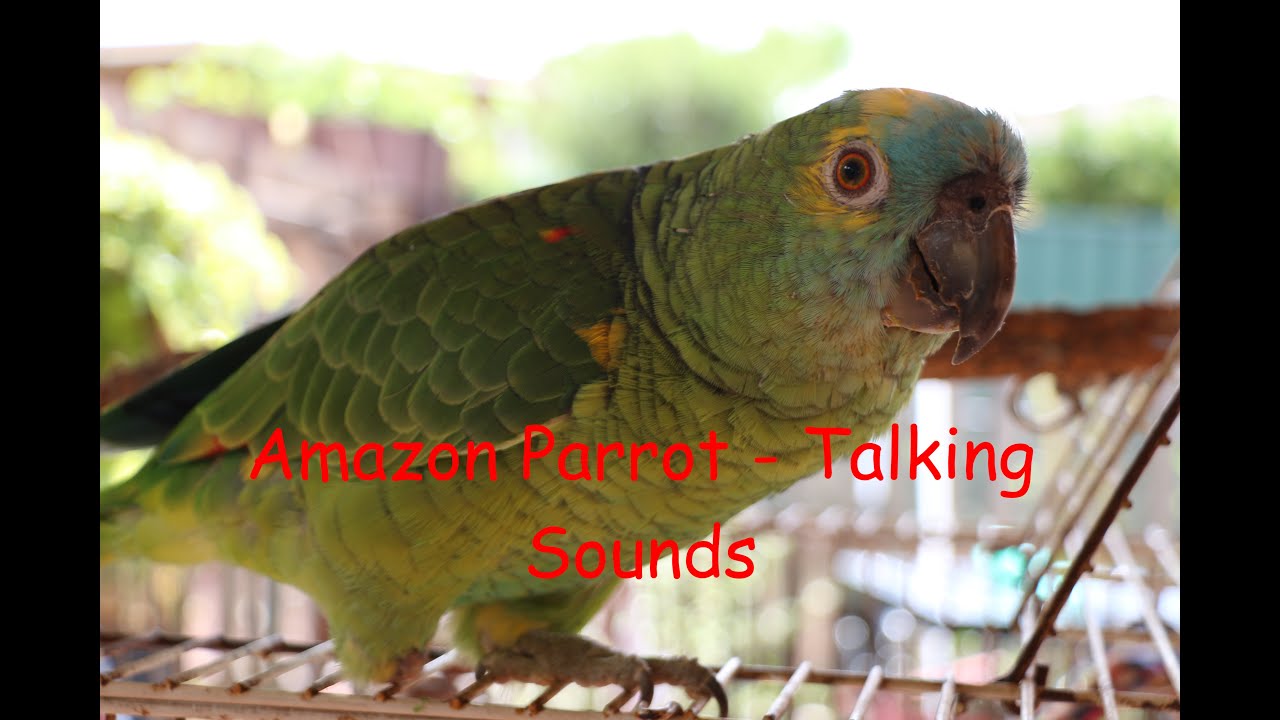 Amazon Parrot - Talking Sounds
