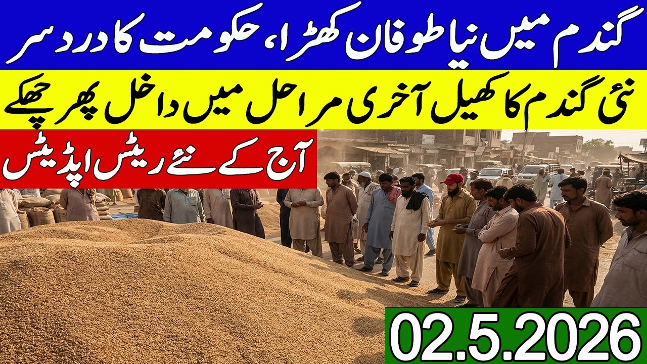 New Gandum Rates Today || Wheat Price Today || New Gundam kay Rates Today 2026 || Wheat Rates