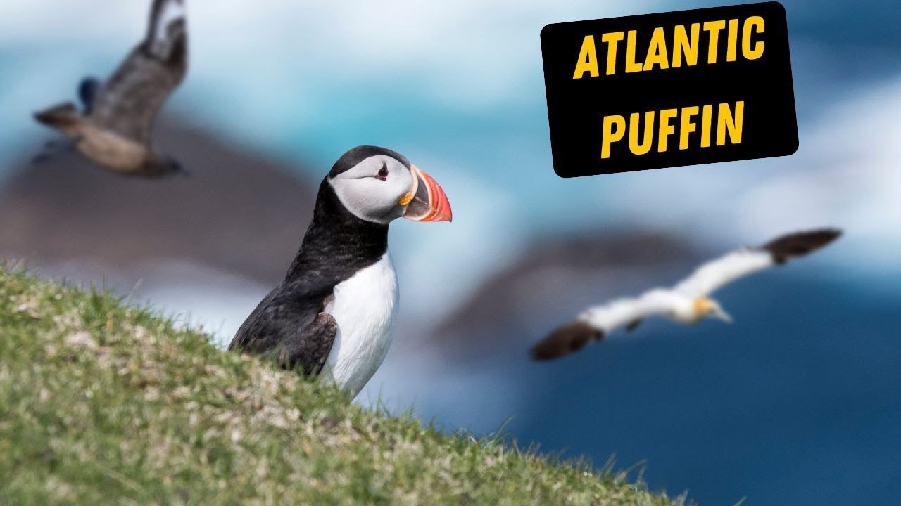 Atlantic Puffin(Background music)