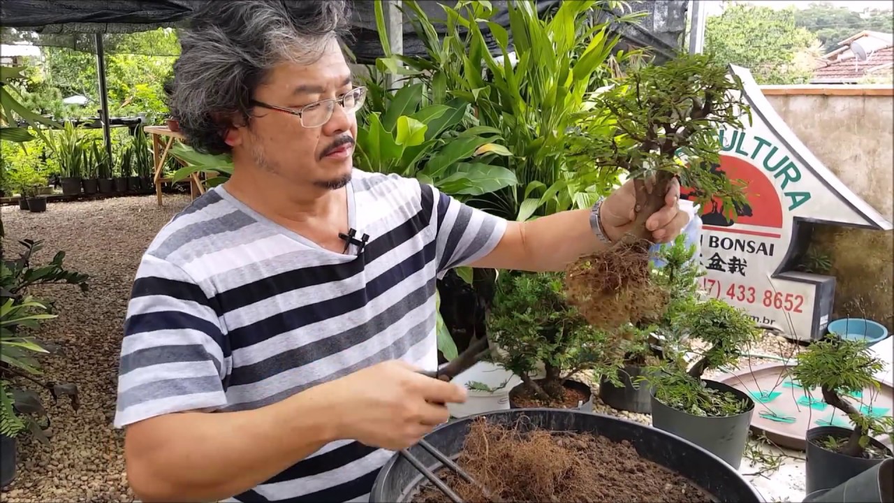 Confira dicas para Bosque de Bonsai
