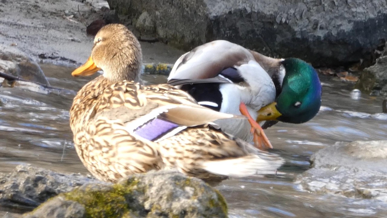 Mallard Duck Couple (Anas platyrhynchos) looking for a sunny place to stay for a while (4K)