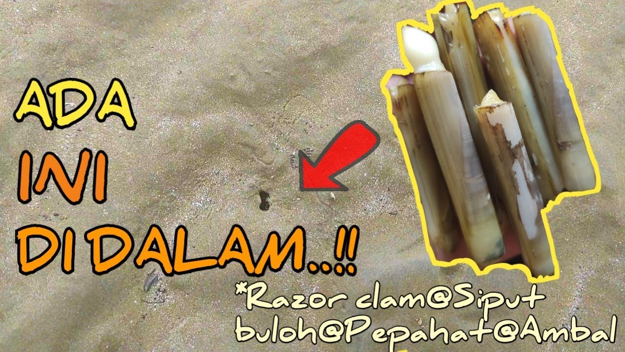 Part 2-Mengenal Lubang Ambal@Siput buluh@Pepahat di atas pasir kering.