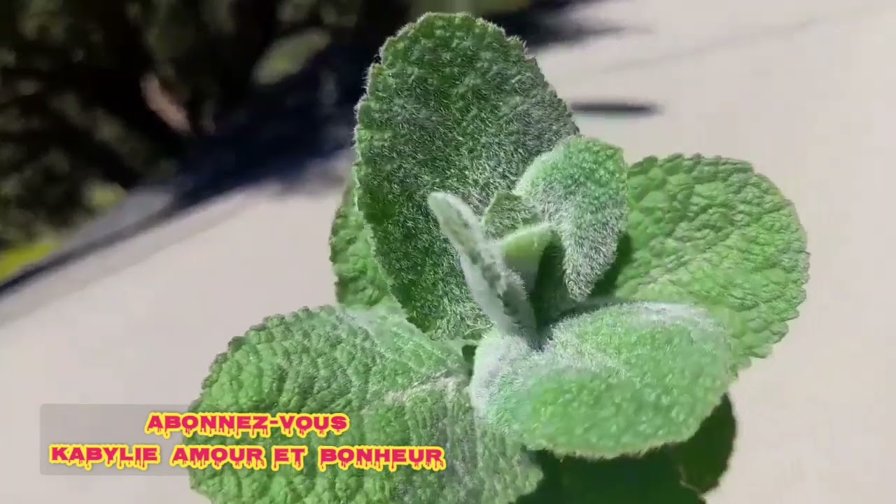 TIMAJJA  : MENTHE  AUX  FEUILLES  RONDES