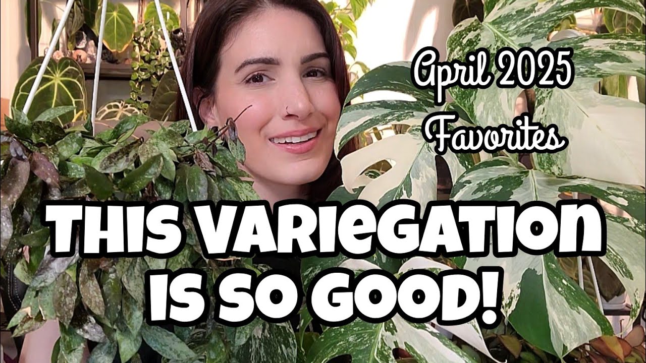 THIS VARIEGATION IS CRAZY!! 😍 Top 5 Favorite Houseplants of April 2025 🌿