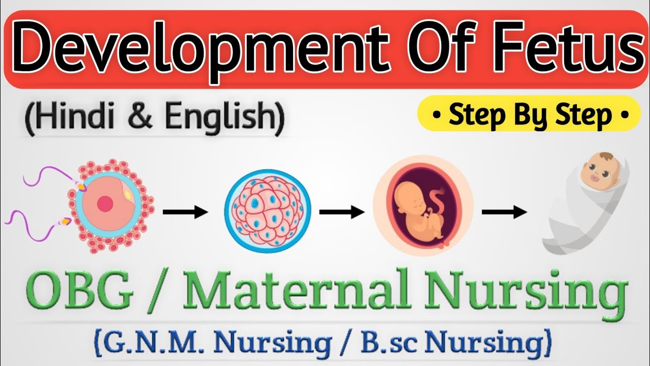 Development Of Fetus Lecture // Fetus Development In Hindi