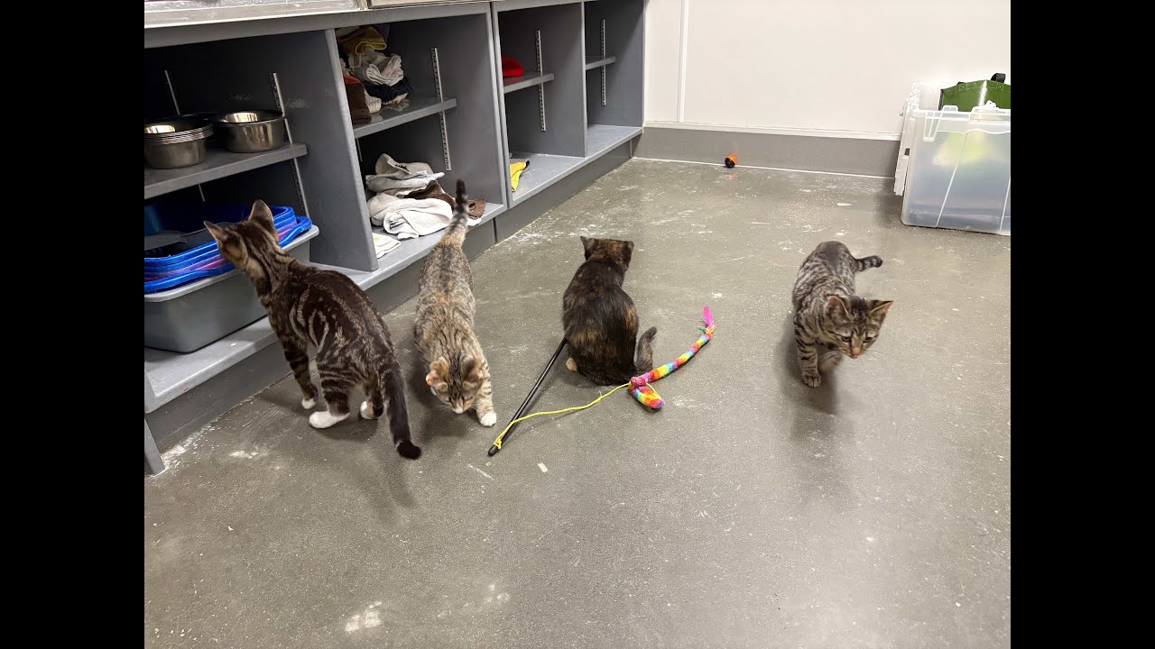 Four Playful Rescue Kittens Waiting for Their Fur-Ever Homes 🐾 | Adopt Don’t Shop (2025 November 1)