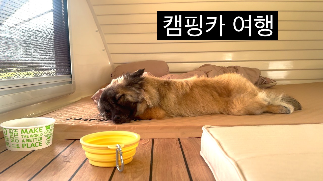 캠핑카와 강아지 [제주도 EP.1]