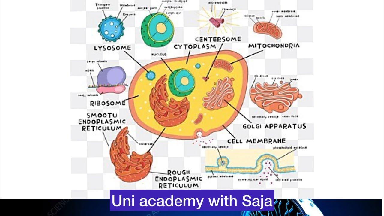 شرح عن مكونات الخلية وتركيبها وأهم وظائفها cell structure