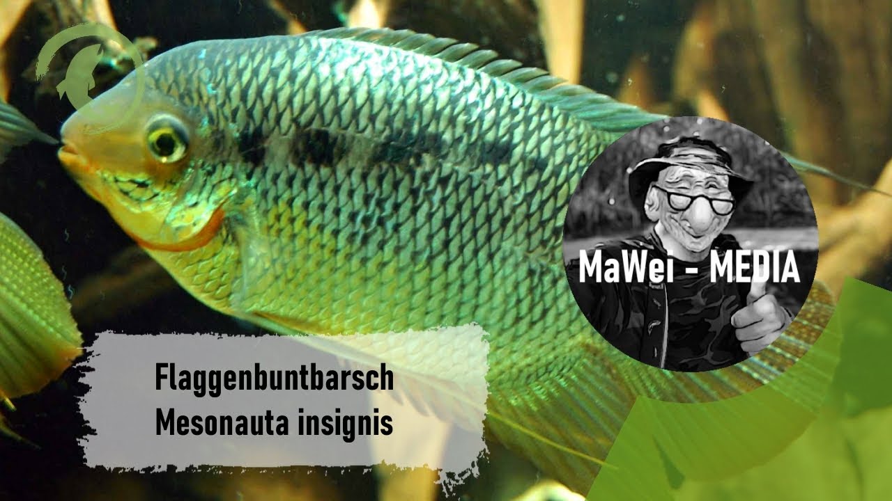 Flaggenbuntbarsch - Mesonauta insignis @ZOO Aquarium Berlin