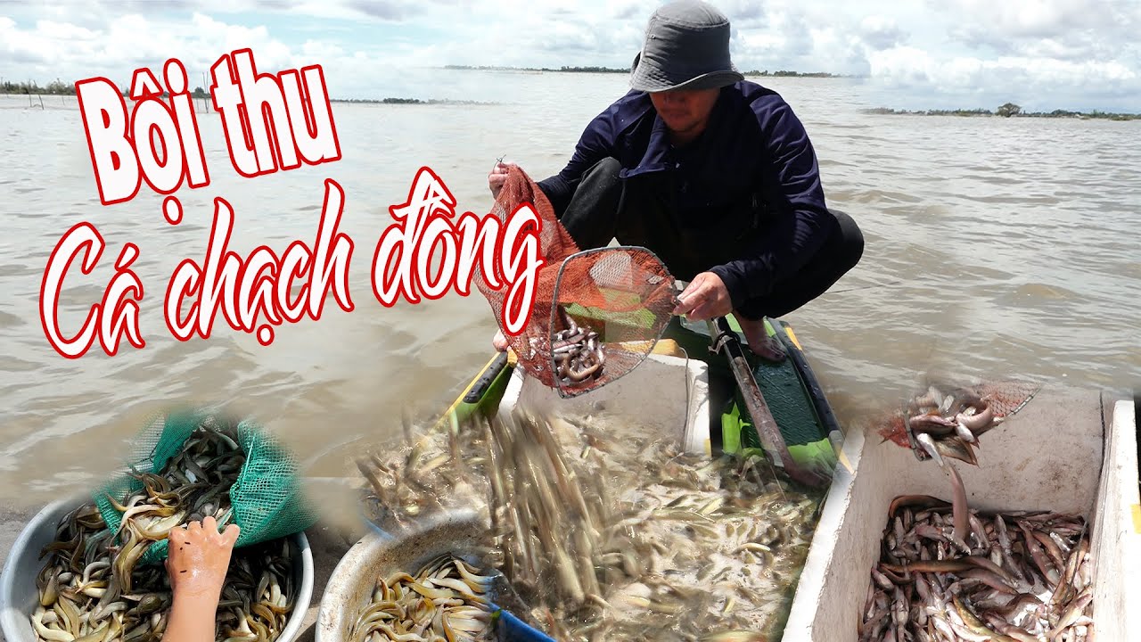 BỘI THU GIĂNG LƯỚI C&Aacute; CHẠCH ĐỒNG M&Ugrave;A NƯỚC NỔI | Miền T&acirc;y Phố