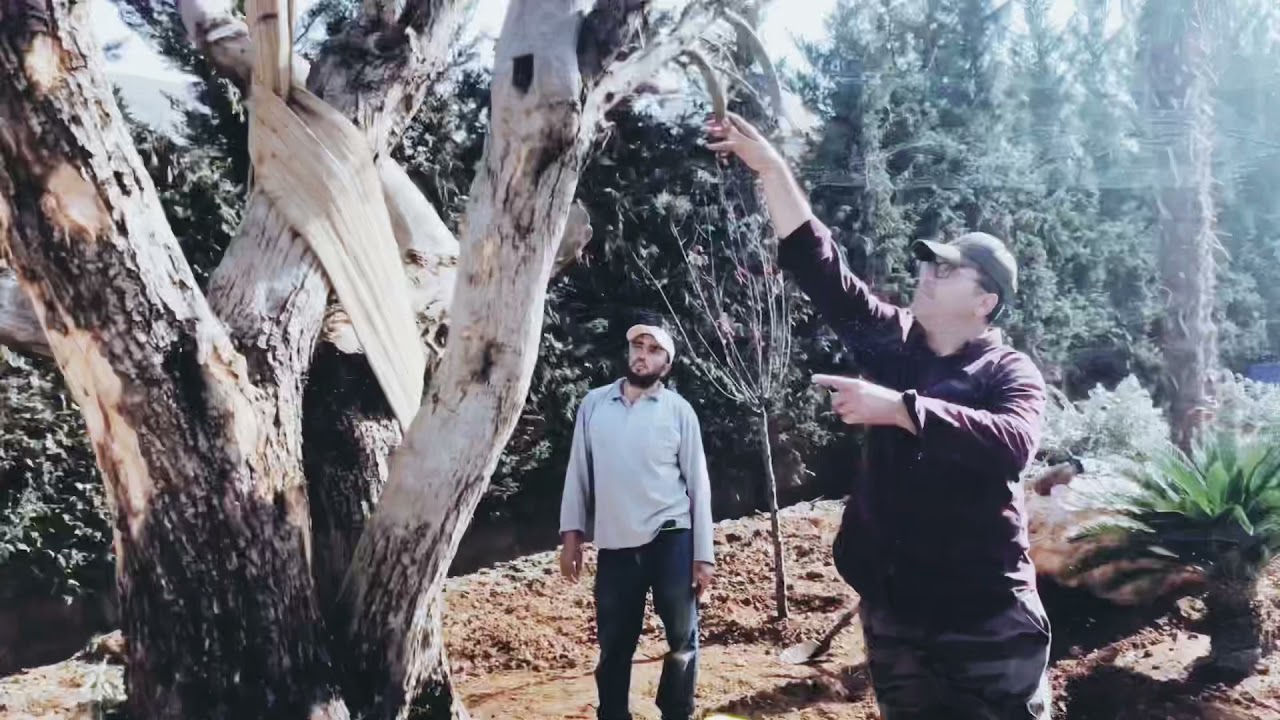 زراعة شجرة زيتون بأرض لبنان وزنها طن !