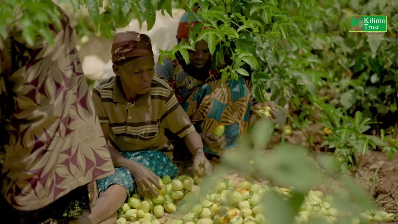 Meet MUNYABUGINGO Sylver, a young farmer in Kayonza making bold strides in agribusiness