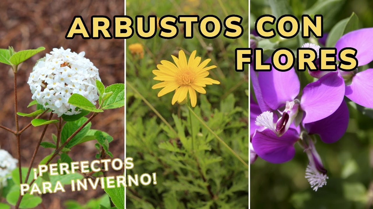 ARBUSTOS con FLORES para el Invierno ¡Resistentes al frío! // Jardinatis