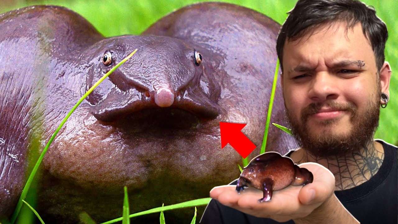 ANIMAIS SELVAGENS que RARAMENTE são VISTOS - Fala Sério