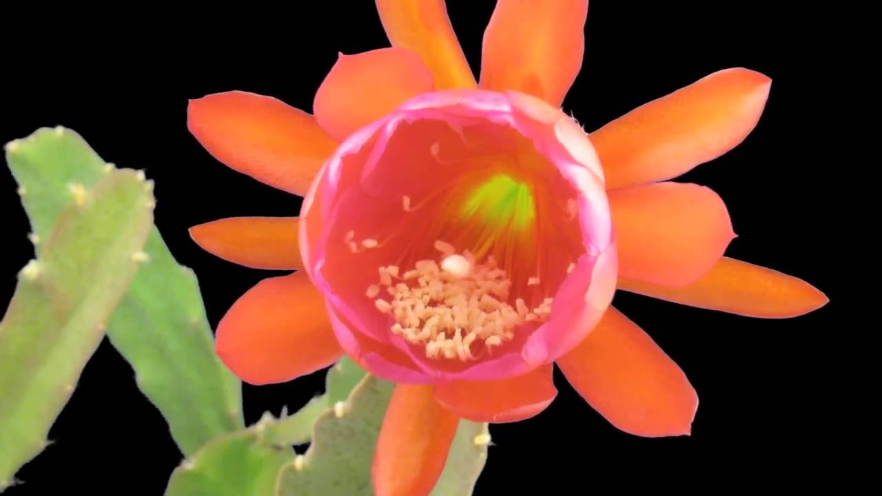 Epicactus / Epiphyllum Harald Knebel Timelapse